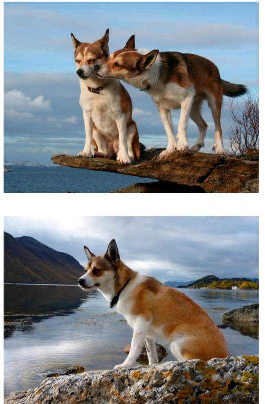 Лундехунд — умная собака, отличный сторож, преданный компаньон Ему необходимы продолжительные прогулки и свобода