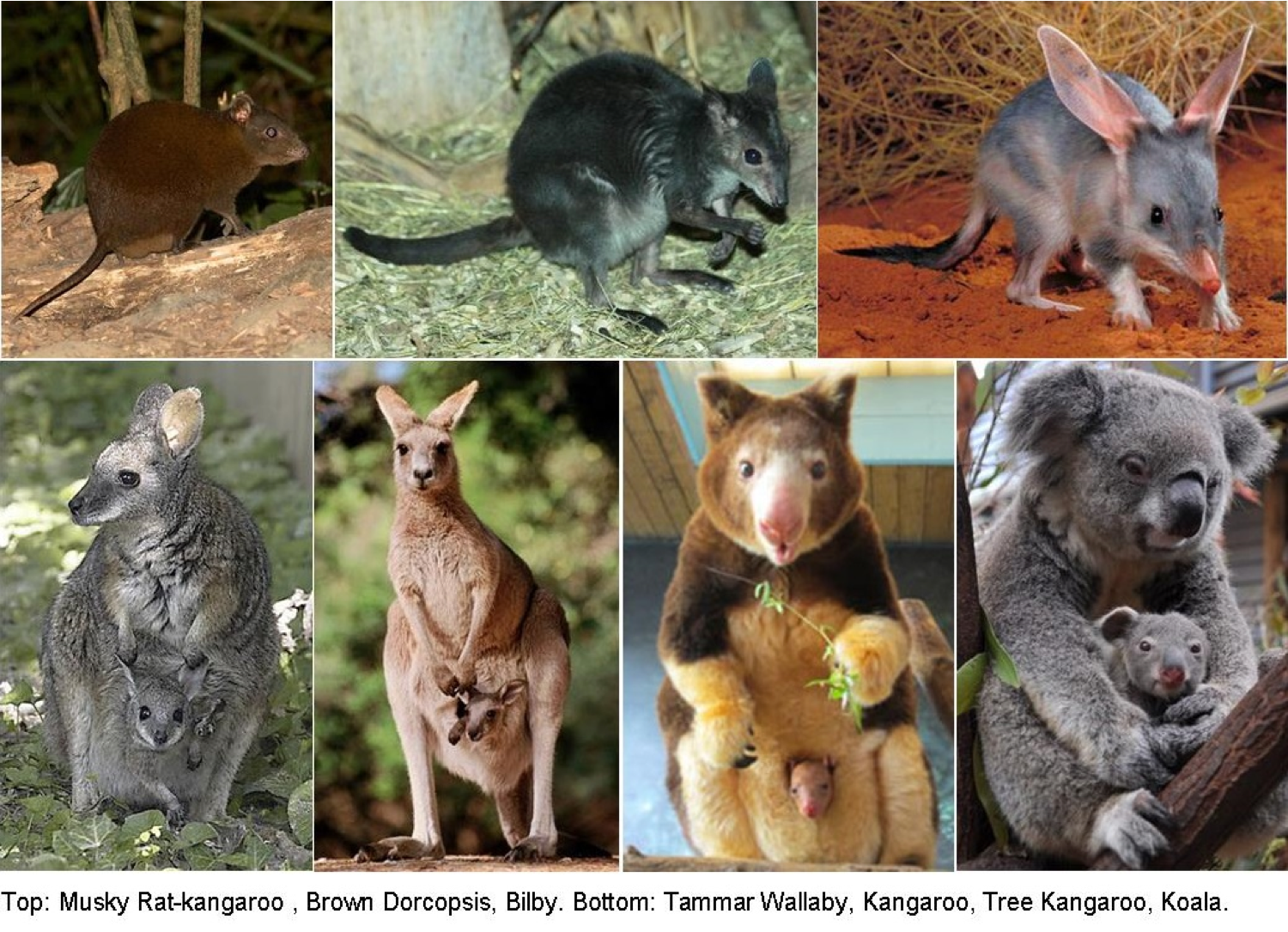 Животные австралии. описание, названия и особенности животных австралии