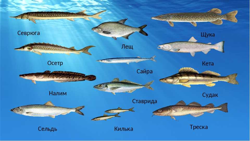 Виды рыб балтийского моря