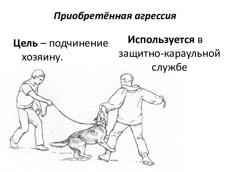 Виды агрессии у собак. часть первая
