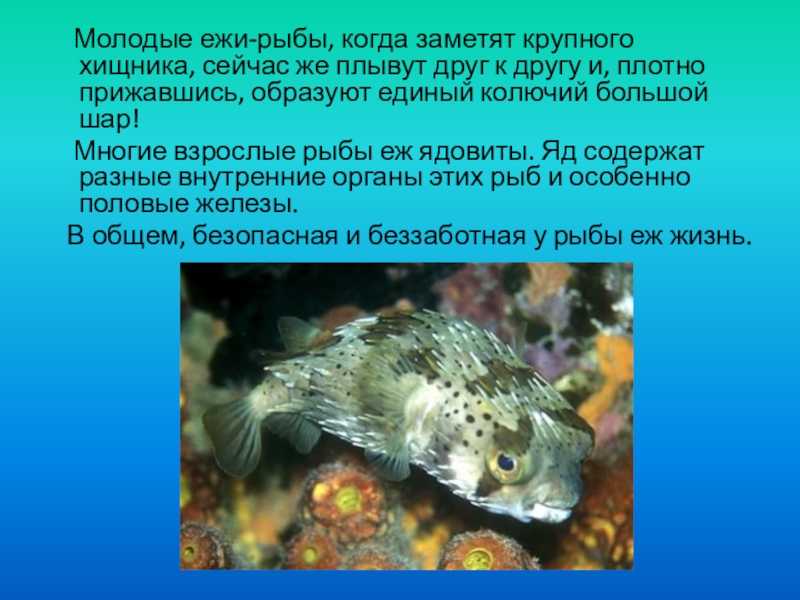 Рыба еж интересные факты