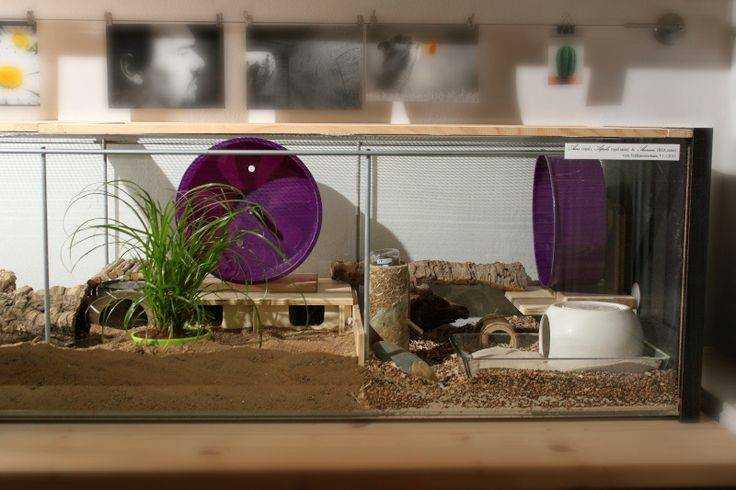 Террариум и аквариум для хомяков, как выбрать и обустроить
