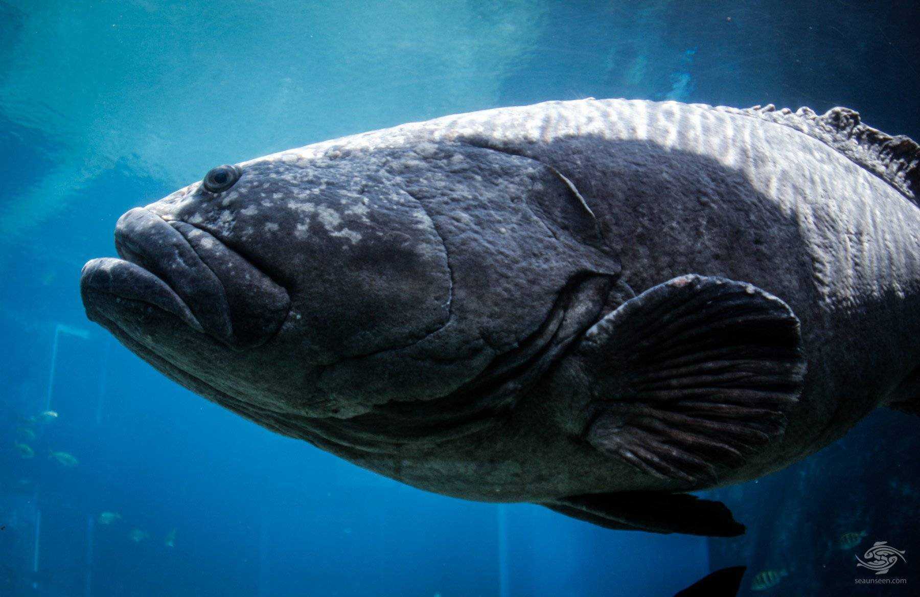 Рыба групер: фото, размеры, рецепты приготовления :: syl.ru