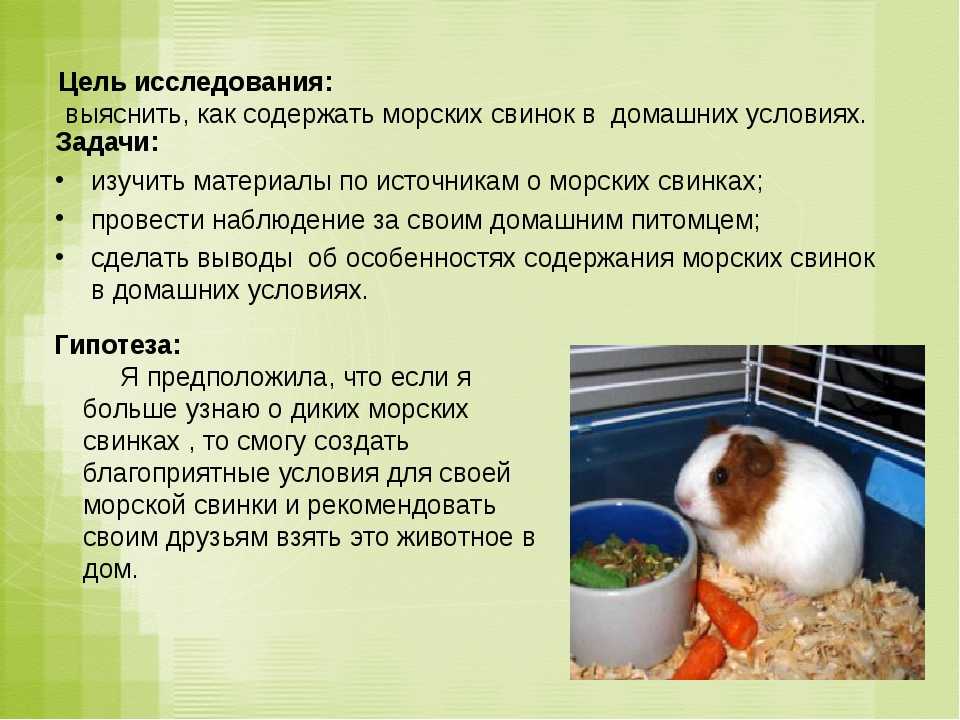 Полезный рацион морской свинки в домашних условиях: как и чем кормить питомца