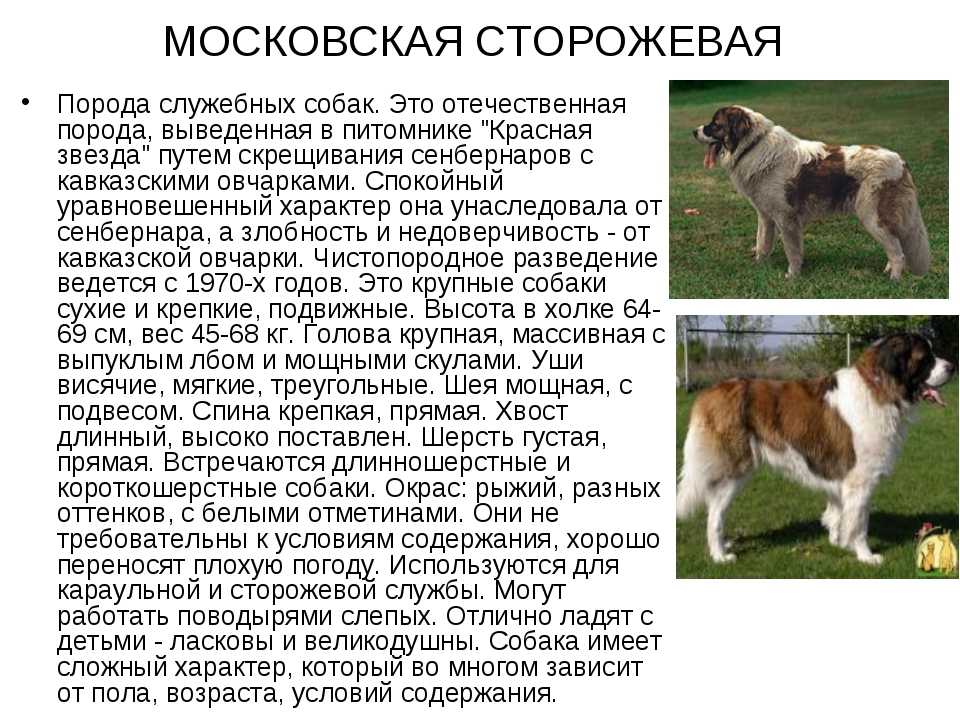 Чукотская ездовая: уход за ней, рекомендации по содержанию | medeponim.ru