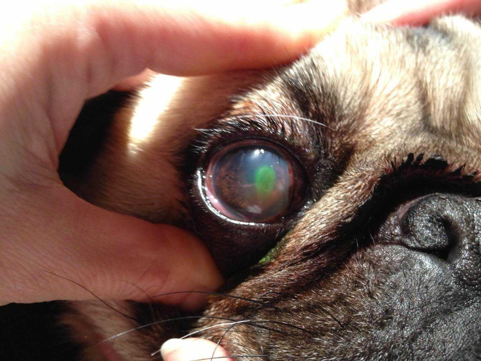 Язва роговицы и язвенный кератит у собак: причины и симптомы его появления Лечение заболевания на глазу в домашних условиях, как лечить и сколько заживает