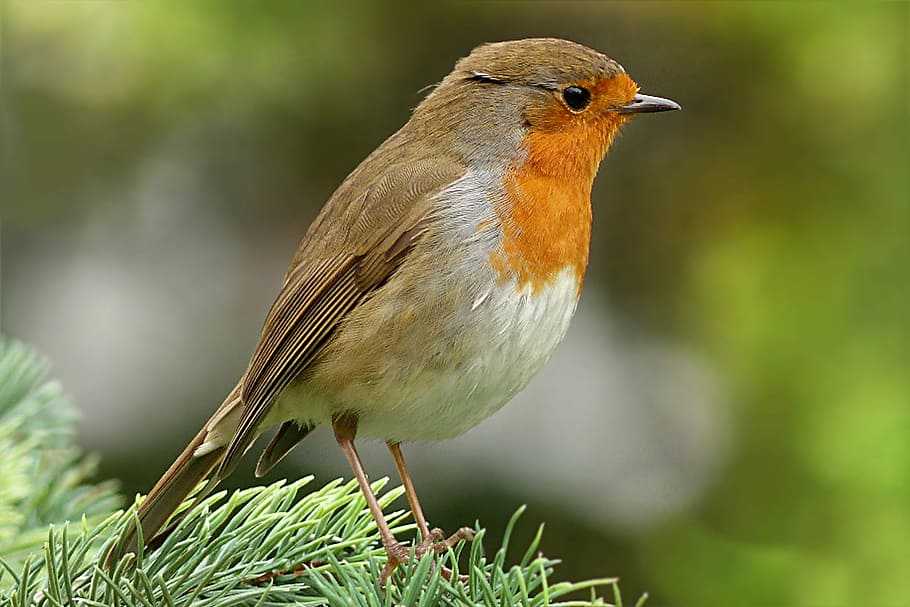 Певчие птицы россии: виды и названия, какая птица поет как соловей