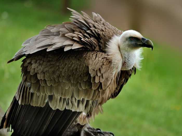 Белоголовый орлан: фото и описание, среда обитания, питание и размножение :: syl.ru