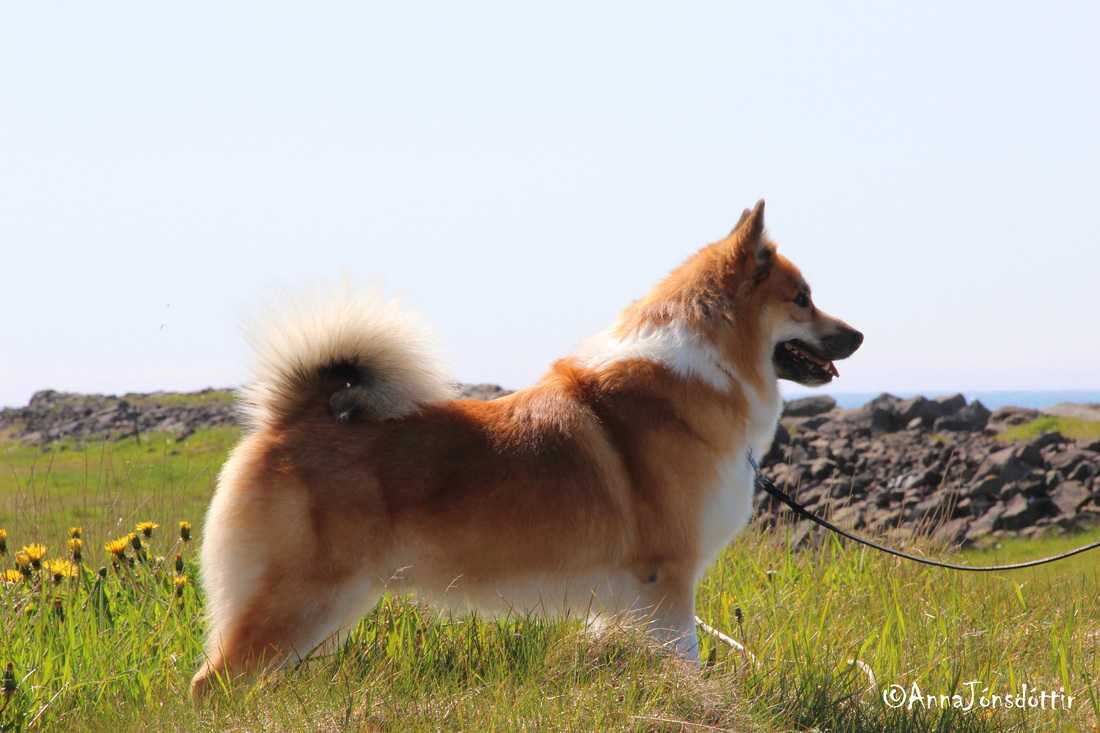Исландская собака — фото, описание породы, характер, особенности содержания и ухода за овчаркой