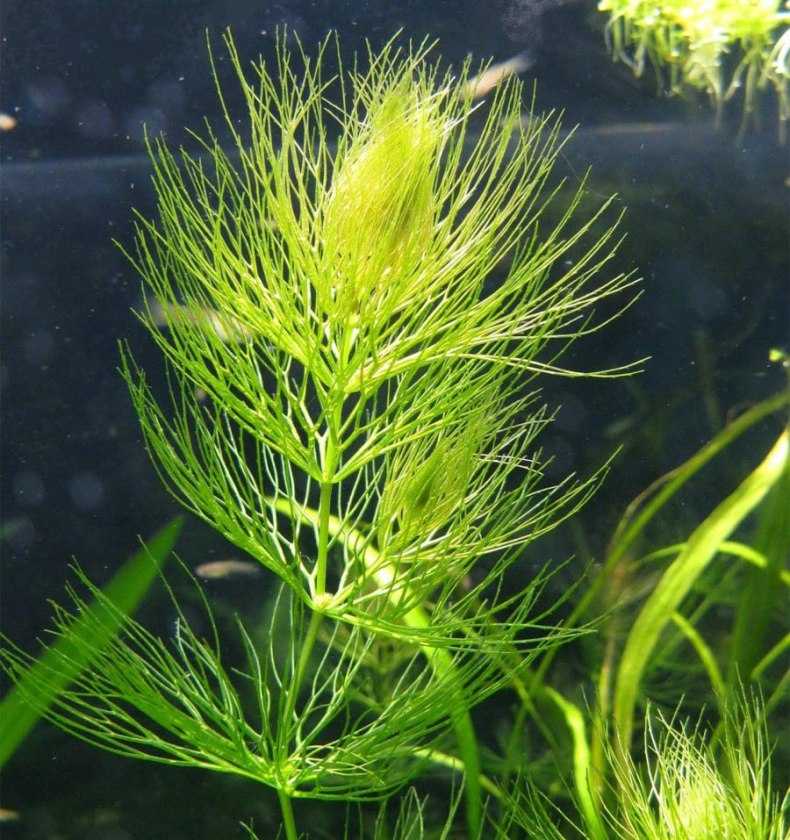 Аквариумное растение роголистник - содержание в аквариуме