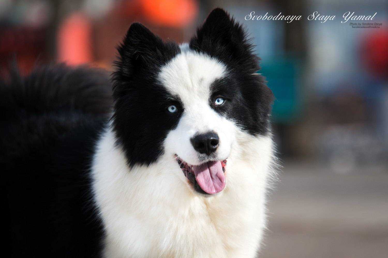Порода собак якутская лайка и ее характеристики с фото