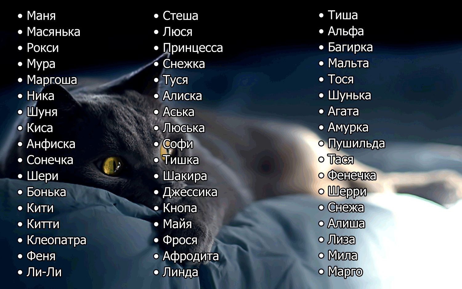 Клички для кошек девочек, красивые имена для кошечек и котят