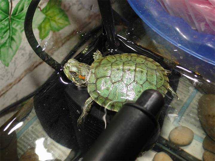 Менять воду черепахе. Красноухая черепаха маленькая. Среднеазиатская красноухая черепаха. Что едят красноухие черепахи. Маленькие красноухие Черепашки.