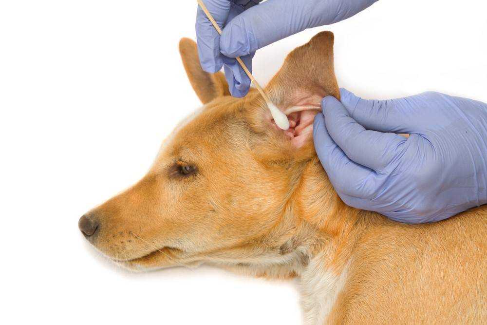 Вероятные причины зуда в ушах у собаки, дополнительные симптомы для их определения Как помочь питомцу и чем его лечить Профилактические мероприятия заболеваний органов слуха