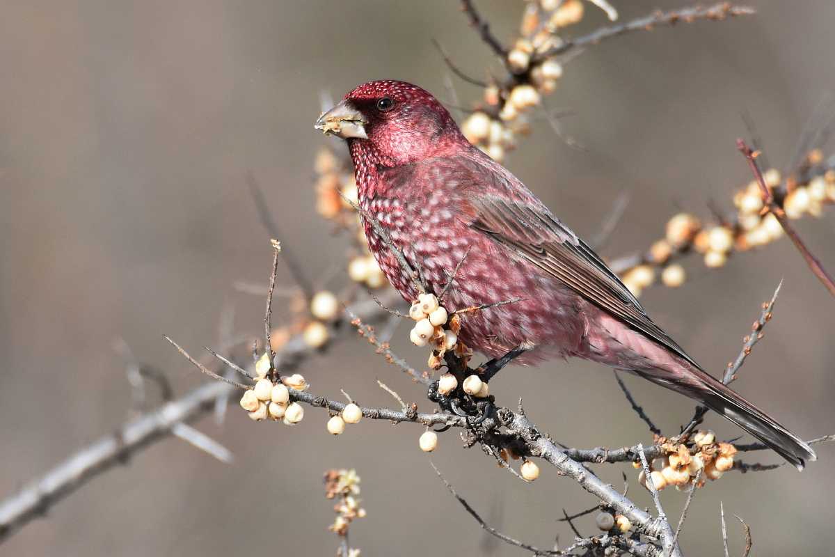 Птицы - фото птиц разных отрядов с названиями и описаниями