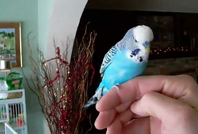 Как приручить попугая к рукам: дрессировка, с чего начать