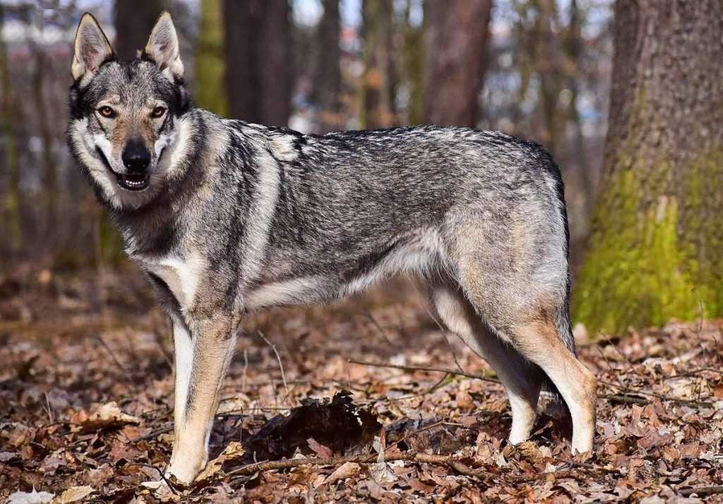 Волк – дикое хищное животное. описание и фото волка обыкновенного
