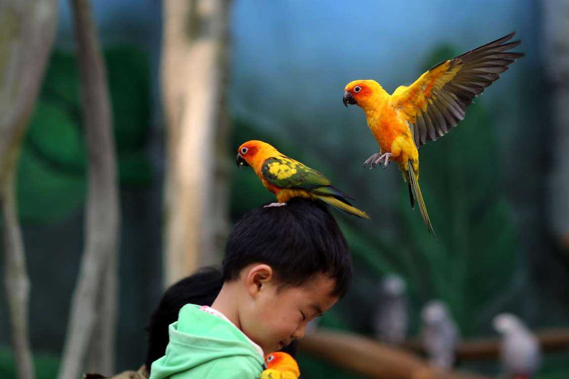 Попугаи в китае