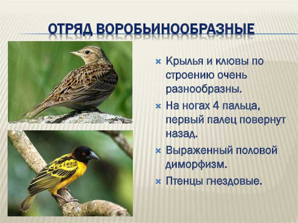 Три признака характерных для птиц