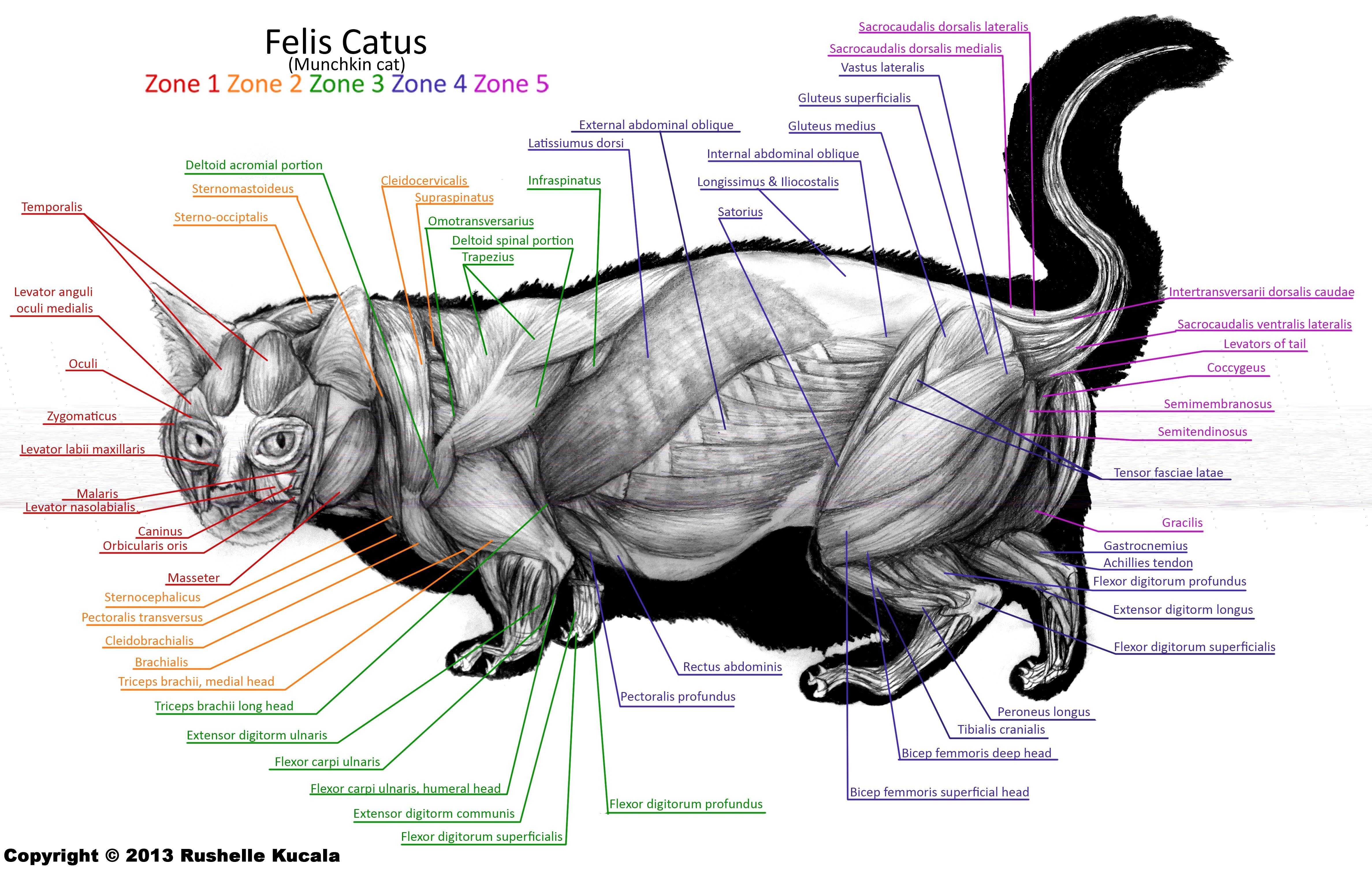 Краткий экскурс в мир кошачьей анатомии