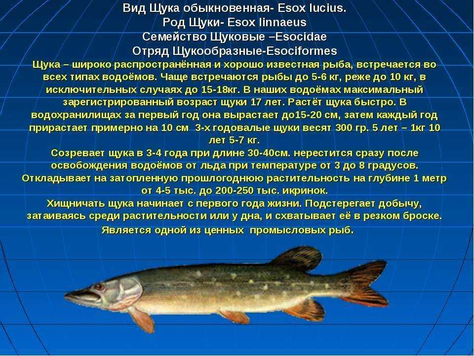 Шар-рыба, которая надувается — фото и описание