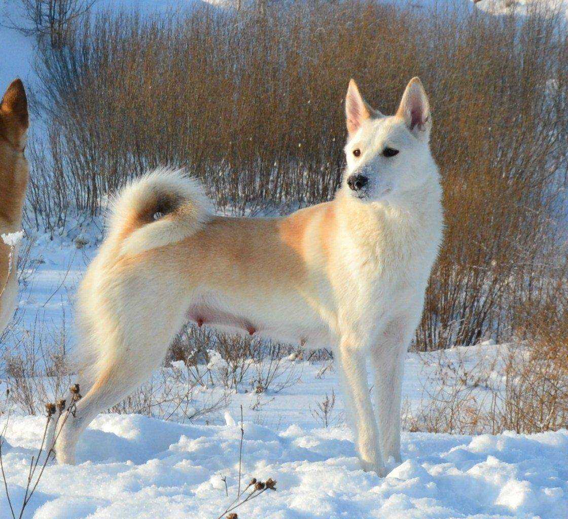 Порода собак восточно-сибирская лайка: характер, окрас, отзывы собаководов, интересные факты и фото