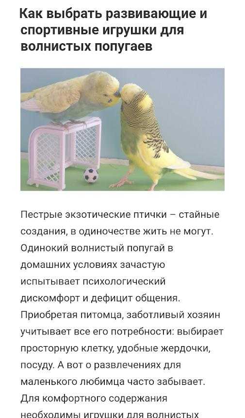 Чем кормить попугая кореллу? сбалансированный рацион питания в домашних условиях