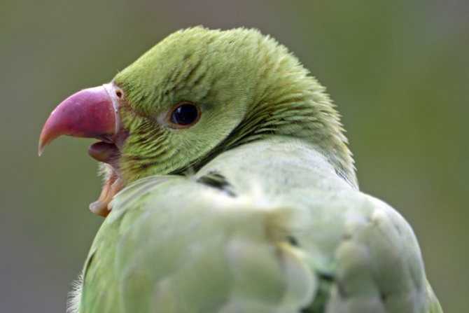 Почему попугаи кусаются и как отучить птицу это делать