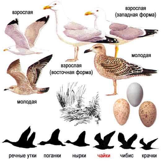 Птица чайка. образ жизни и среда обитания чайки