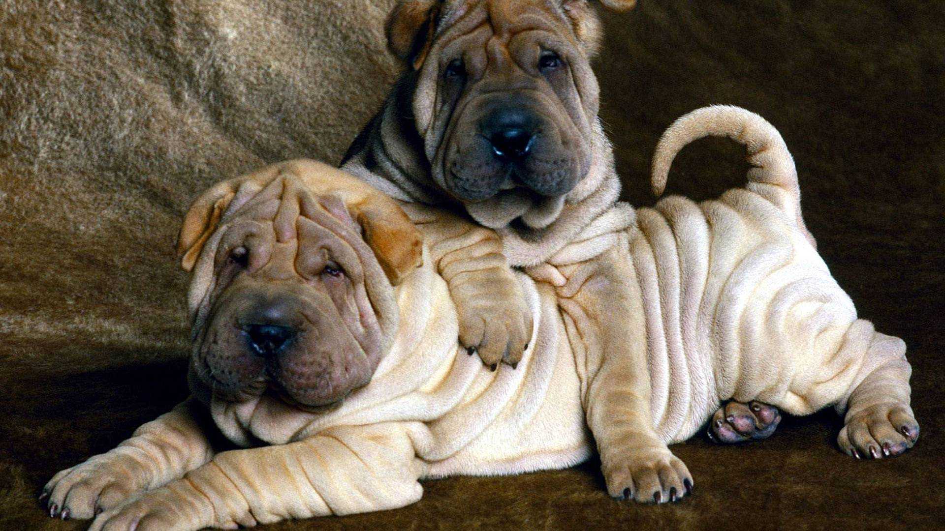 Собака породы шарпей: описание, характер, особенности, стоимость и фото