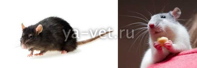 Болезни крыс и мышей (домашних, декоративных)
