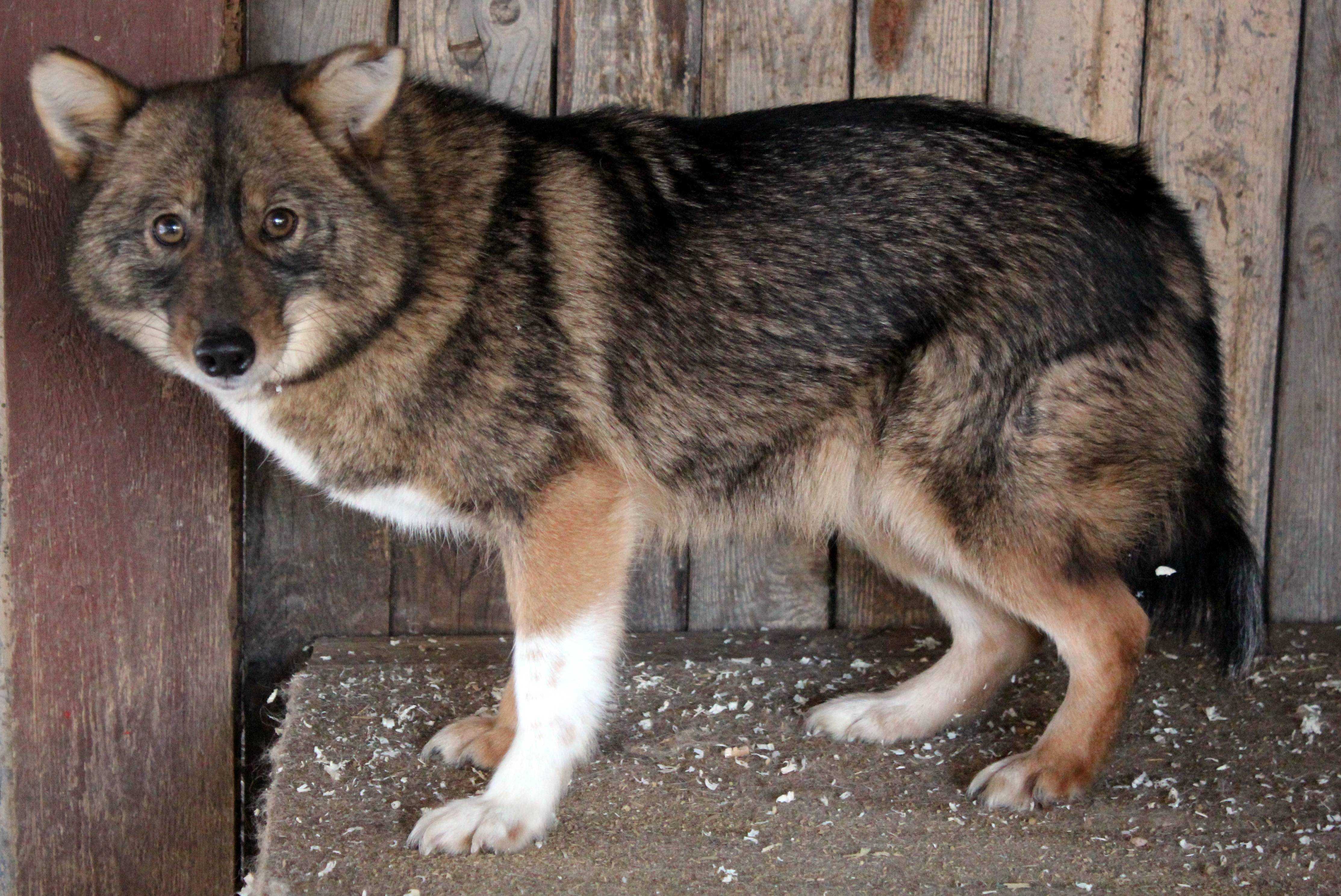 Собака сулимова (квартерон): описание, характеристика и история породы