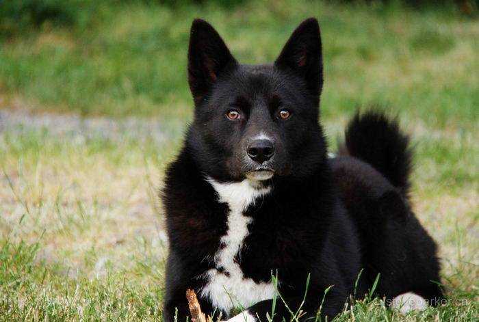 Карельская медвежья собака — серьезный северный зверь и прекрасный помощник в охоте ⋆ собакапедия