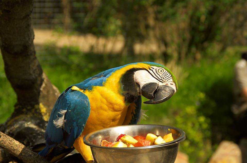 Сколько живут попугаи ара в природе и в домашних условиях