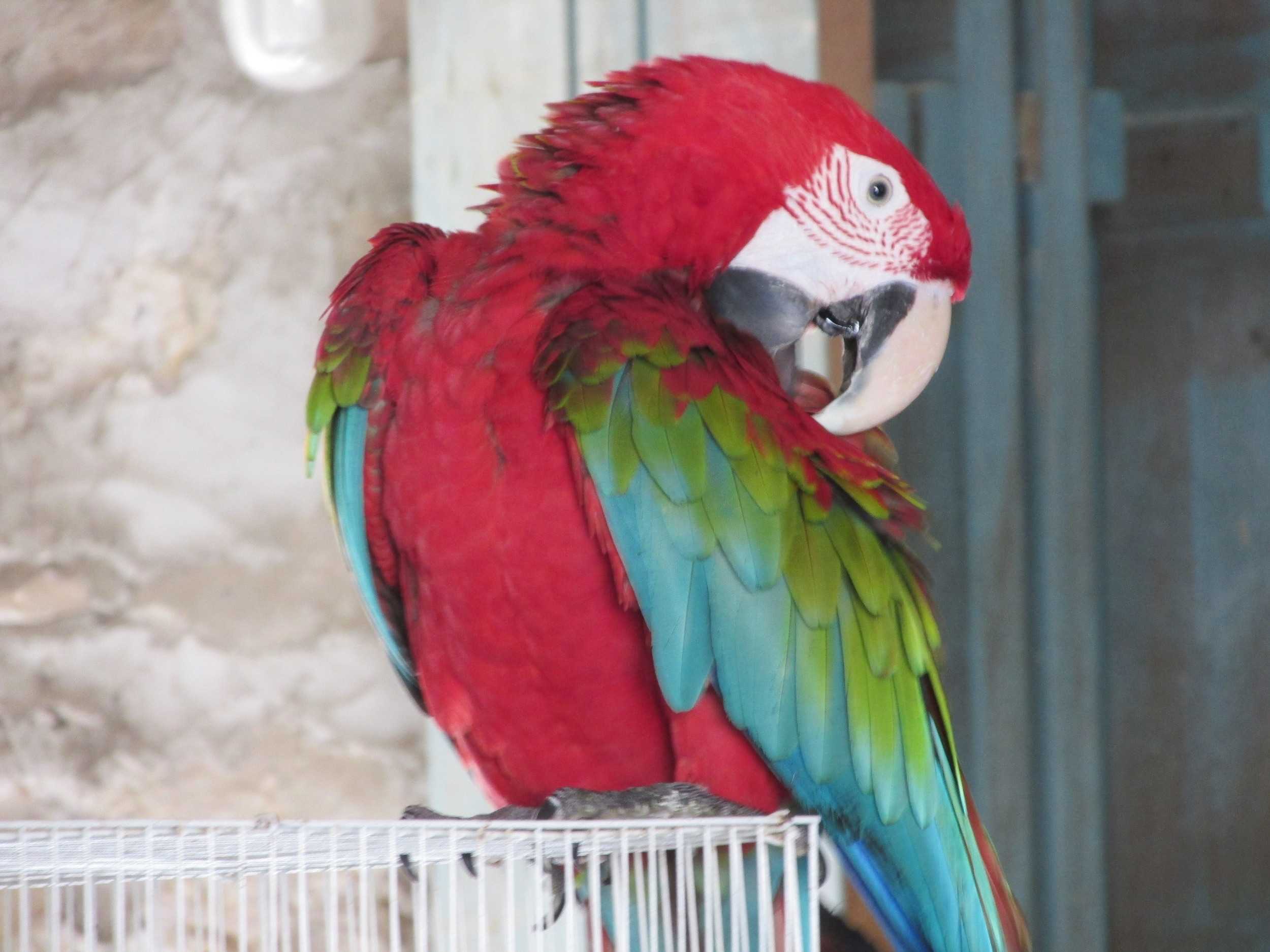 Сколько лет живут попугаи ара: срок жизни в домашних условиях, продолжительность жизни в природе