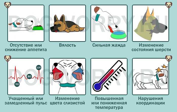 Анализ кала у собак. ветеринарная клиника "зоостатус"