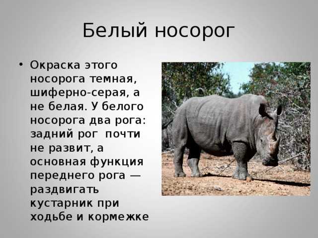 Птица носорог. описание, особенности, образ жизни и среда обитания птицы носорог
