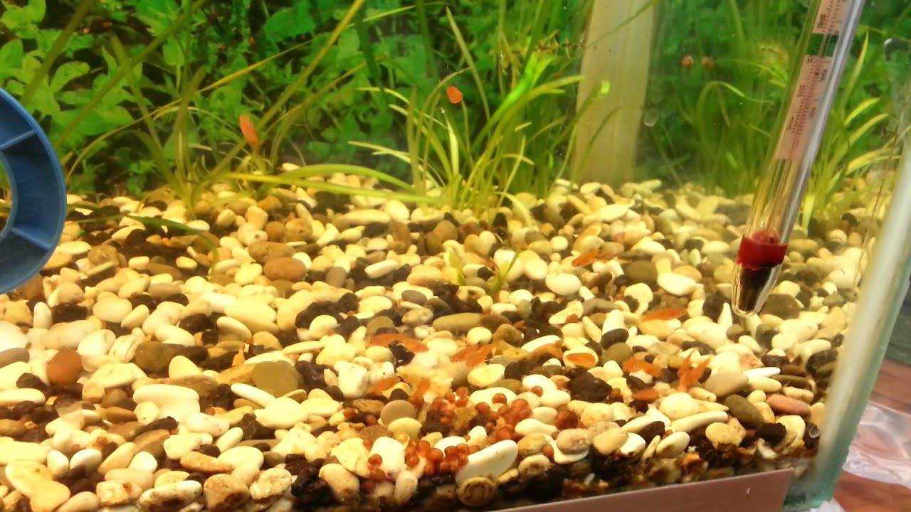 Водорослееды в аквариуме: разновидности и условия содержания
