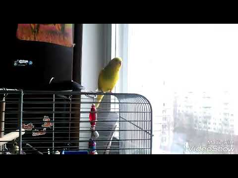 Адаптация волнистого попугая после покупки: что нужно знать