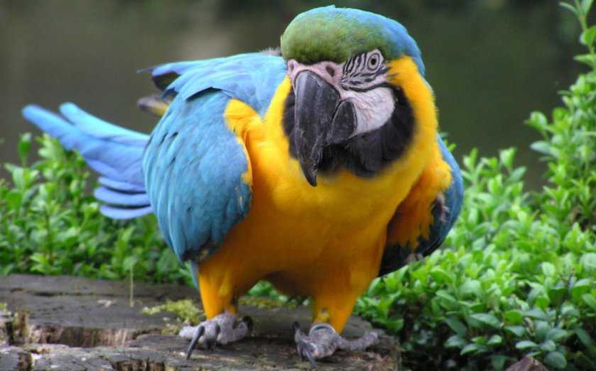 Попугай ара - описание с фото, размеры, окрас, питание и как ухаживать дома