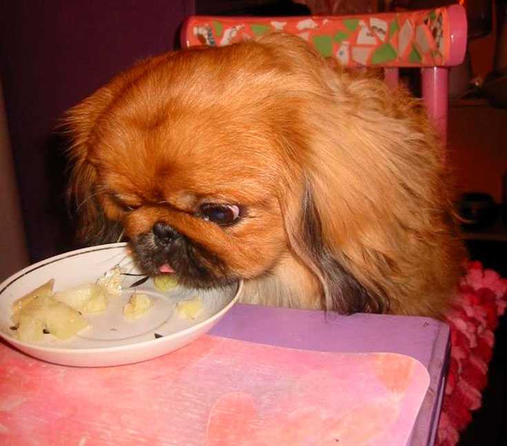 Как и чем кормить щенка пекинеса: в 1, 2, 3, 4 или 6 месяцев, примерное меню, режим и нормы кормления, витамины и добавки