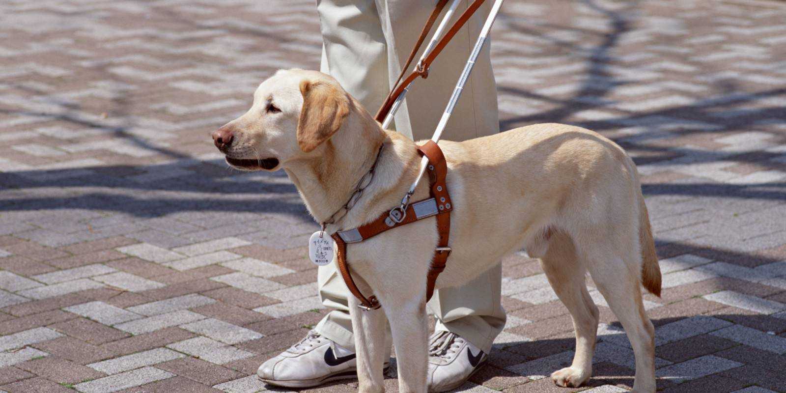 Собака-поводырь для слепых :: syl.ru