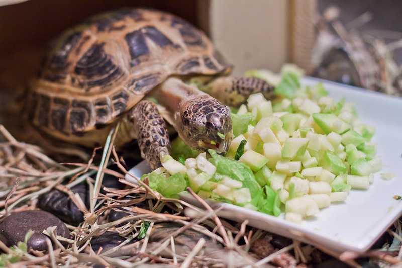 Как ухаживать и чем кормить сухопутную черепаху в домашних условиях - выбор террариума и рациона питания