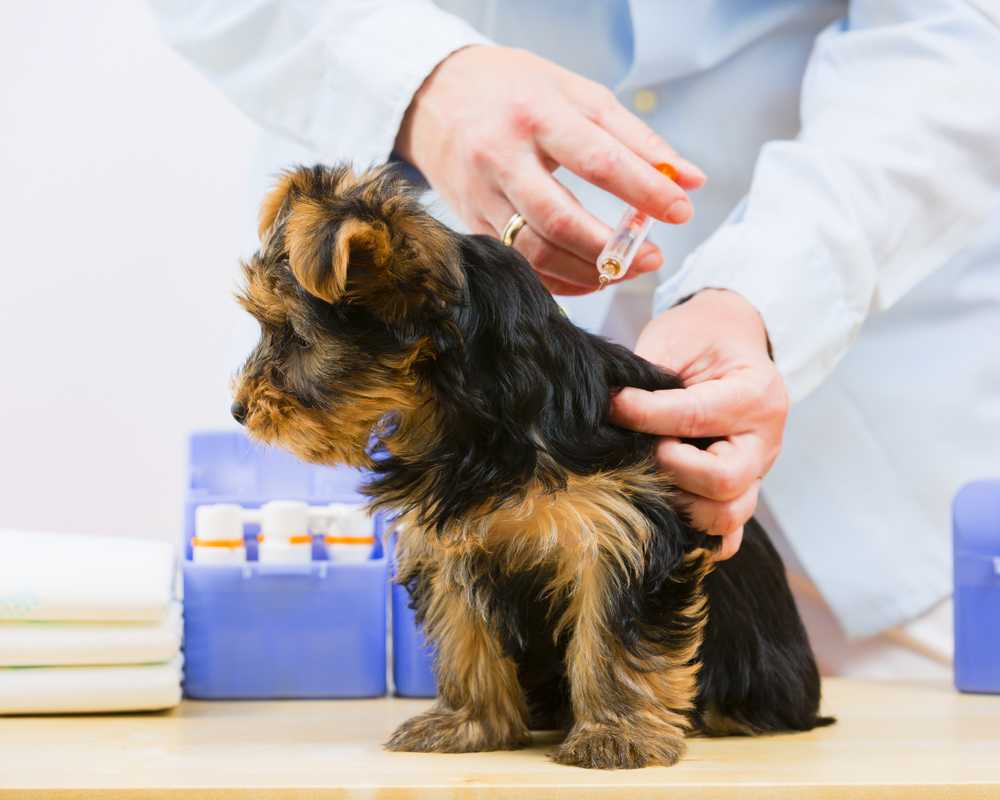 Прививка от бешенства собаке
прививка от бешенства собаке