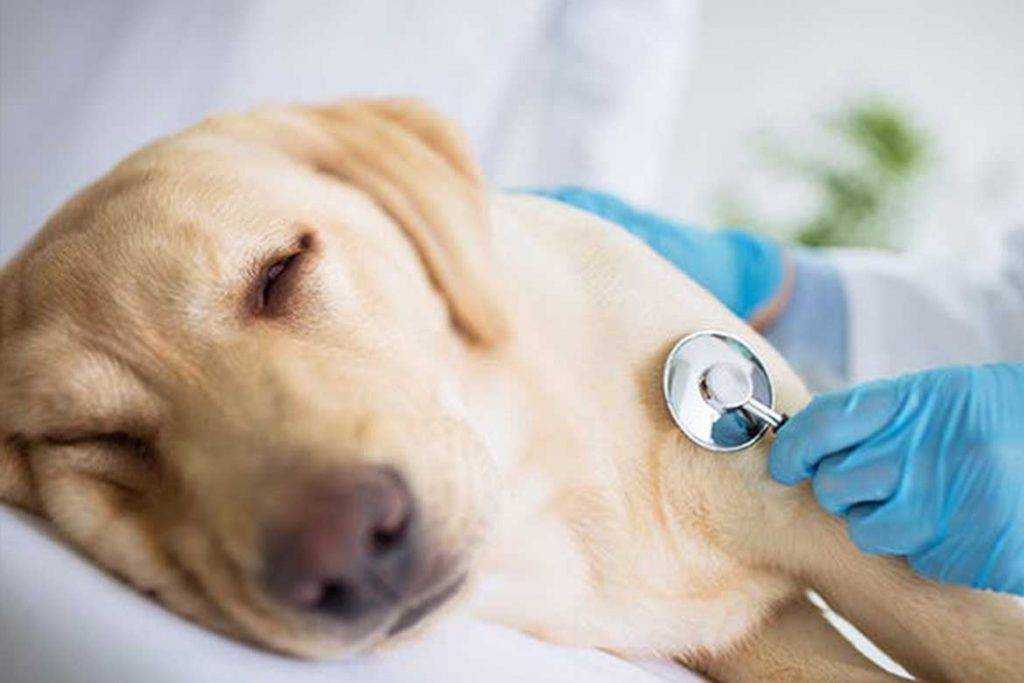 Собака дрожит и трясет мелкой дрожью – причины судорог, методы диагностики и лечения 2022