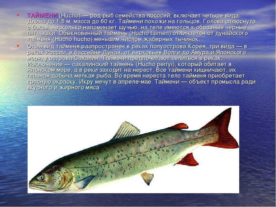 Рыба таймень: ареал обитания, описание, образ жизни, нерест