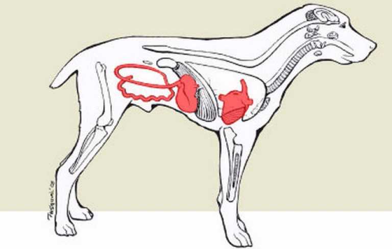 Понятие парвовирусного энтерита у собак, основные пути передачи, выраженные признаки при разных формах Процесс диагностики и схема лечения Правила ухода, прогноз выздоровления и меры профилактики