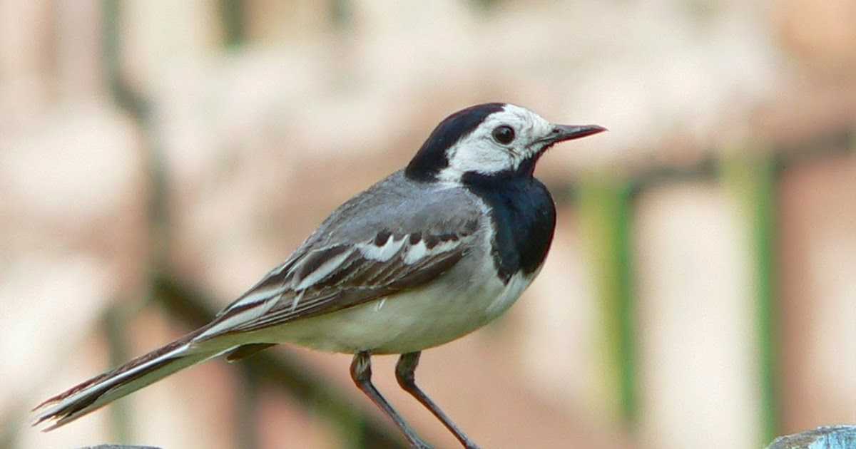 Трясогузка: фото и описание этой маленькой птицы