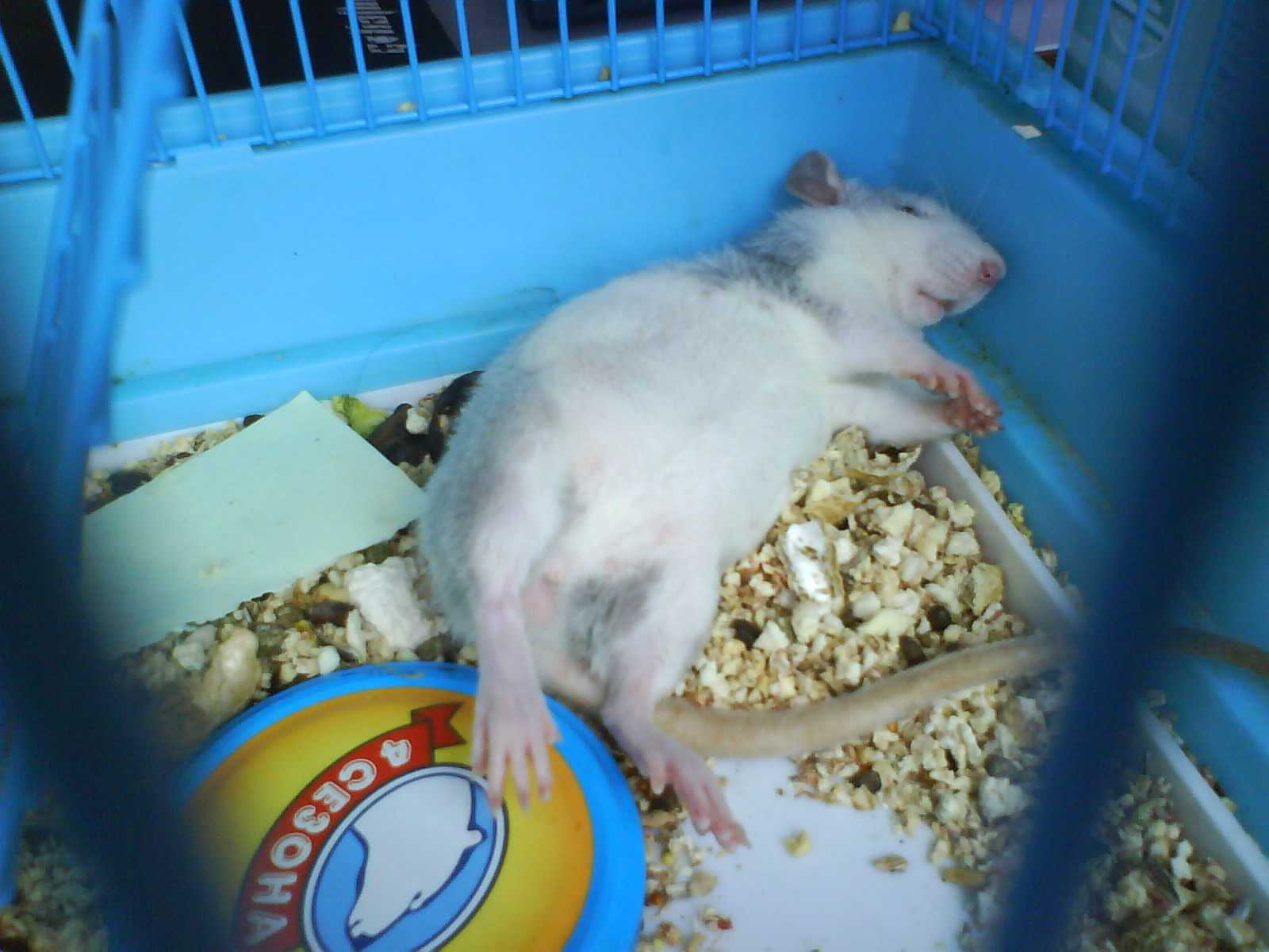 Домашняя крыса: беременность и роды