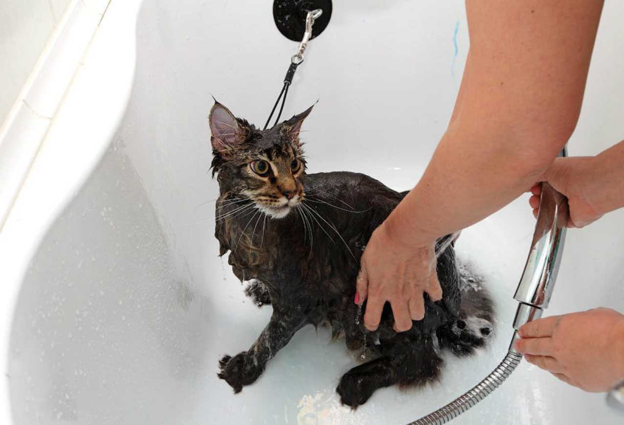Можно ли и нужно ли мыть кошку?
